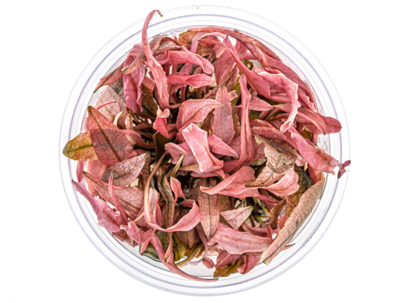 Flamingo Wasserkelch - Cryptocoryne spec. Flamingo in vitro